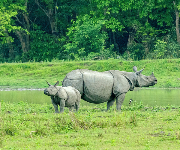 Kaziranga National Park