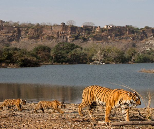 Ranthambore National Park 