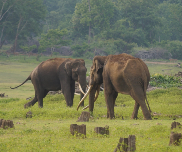 Kabini