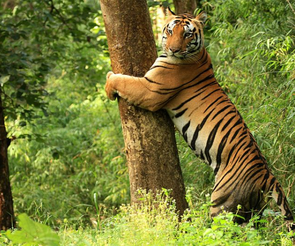 Kanha Bandhavgarh Wildlife Sanctuary